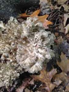 The Hen of the Woods Image